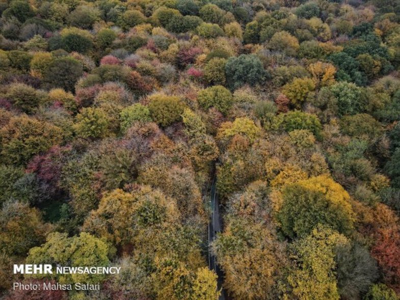 پاییز هزار رنگ در نگارستان ایران+ عکس