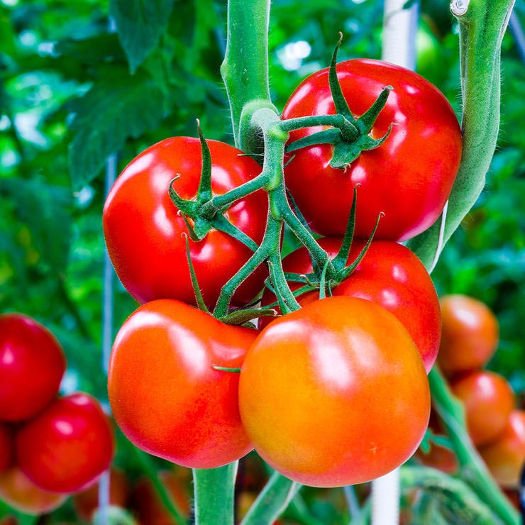 برای درمان آفتاب سوختگی چه بخوریم,tomatoes-گوجه فرنگی