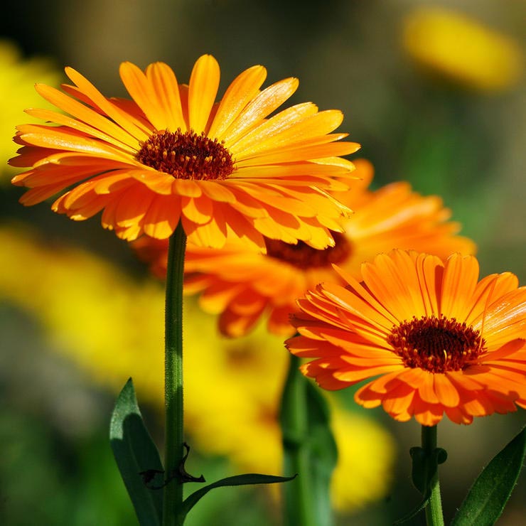 برای درمان آفتاب سوختگی چه بخوریم,calendula-کالاندولا