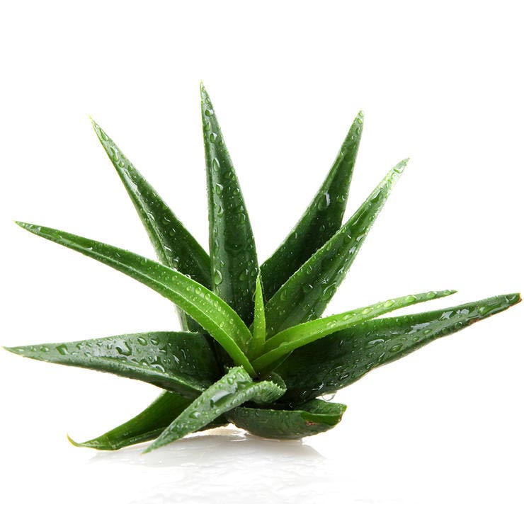 برای درمان آفتاب سوختگی چه بخوریم,aloe-plant-آلوئه ورا