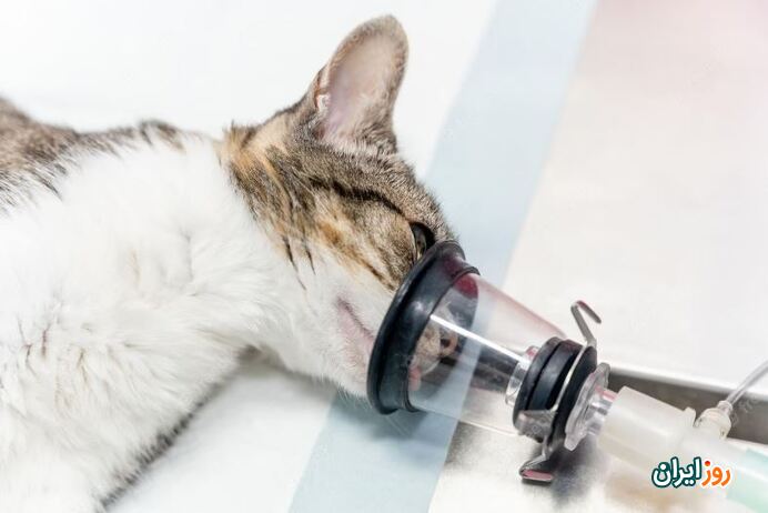 آسم در سگ و گربه، علائم، تشخیص و عوامل ایجاد کننده