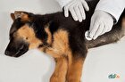 بیماری پاروویروس سگ علائم تشخیص و درمان